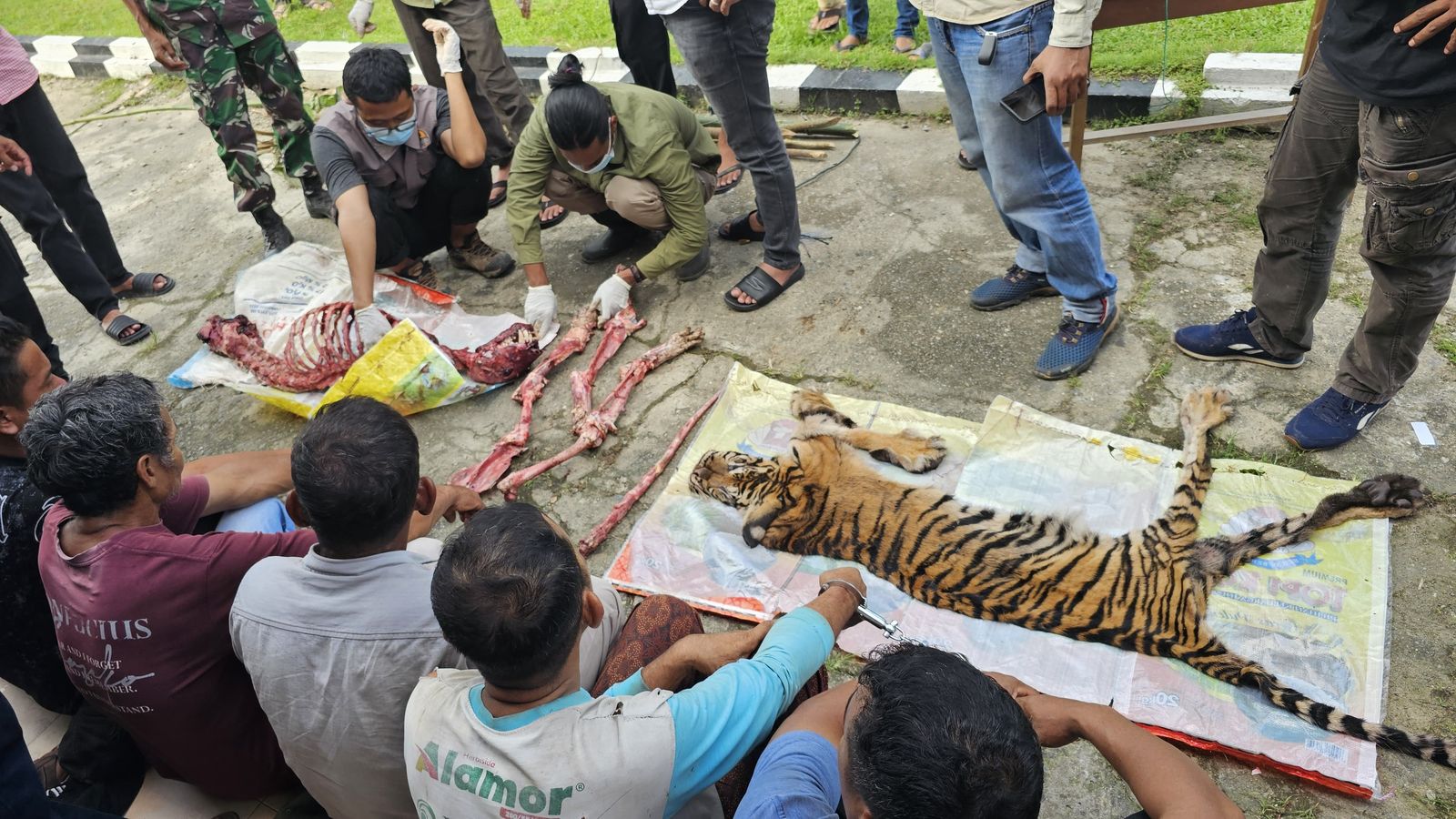 Dijerat Lalu Dikuliti, Enam Pelaku Pembantaian Harimau Sumatera Ditangkap