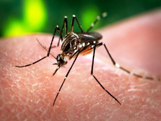 Virus Zika Singapura ‘Pukul’ Pariwisata Batam