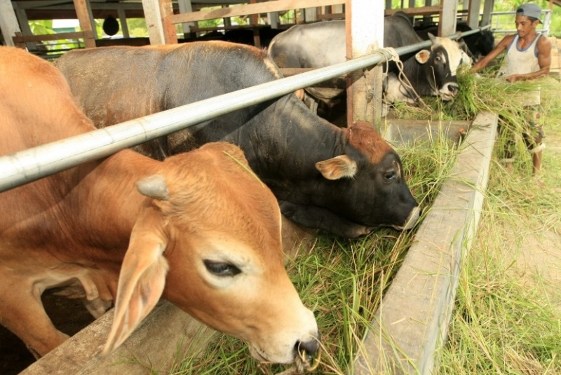 Badan Pangan Nasional Siap Distribusikan 5.000 Sapi Lokal Jelang Ramadan