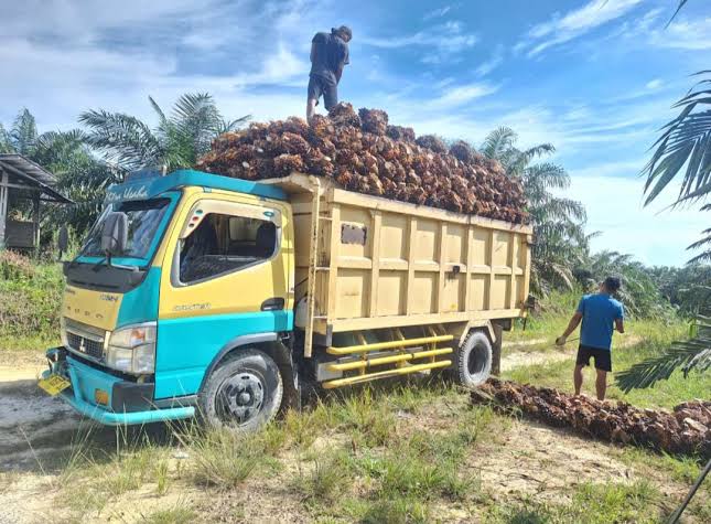 Meroket! Segini Harga TBS Sawit Sepekan Kedepan