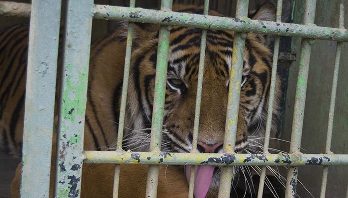 Kena Imbas Corona, Kebun Binatang Medan Buka Donasi untuk Perawatan Hewan