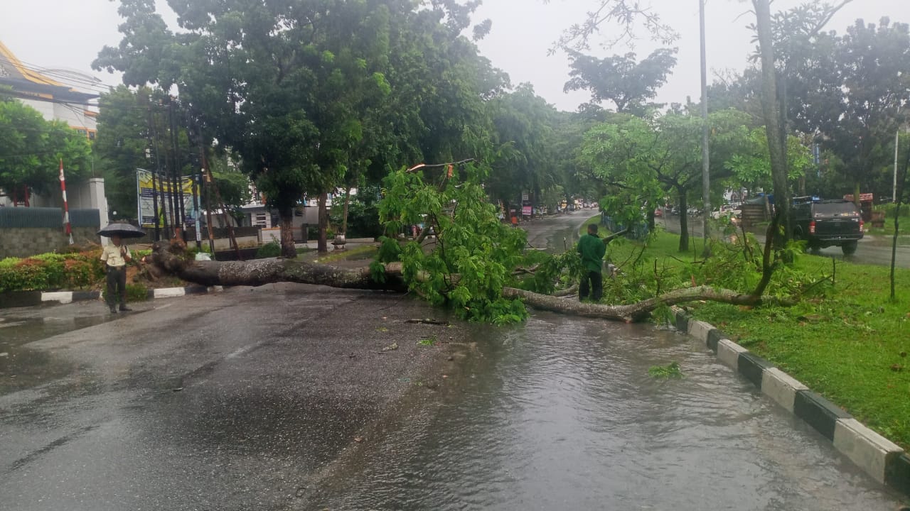 Pohon Tumbang Akibat Angin Kencang, DLHK: Sudah Kita Bersihkan