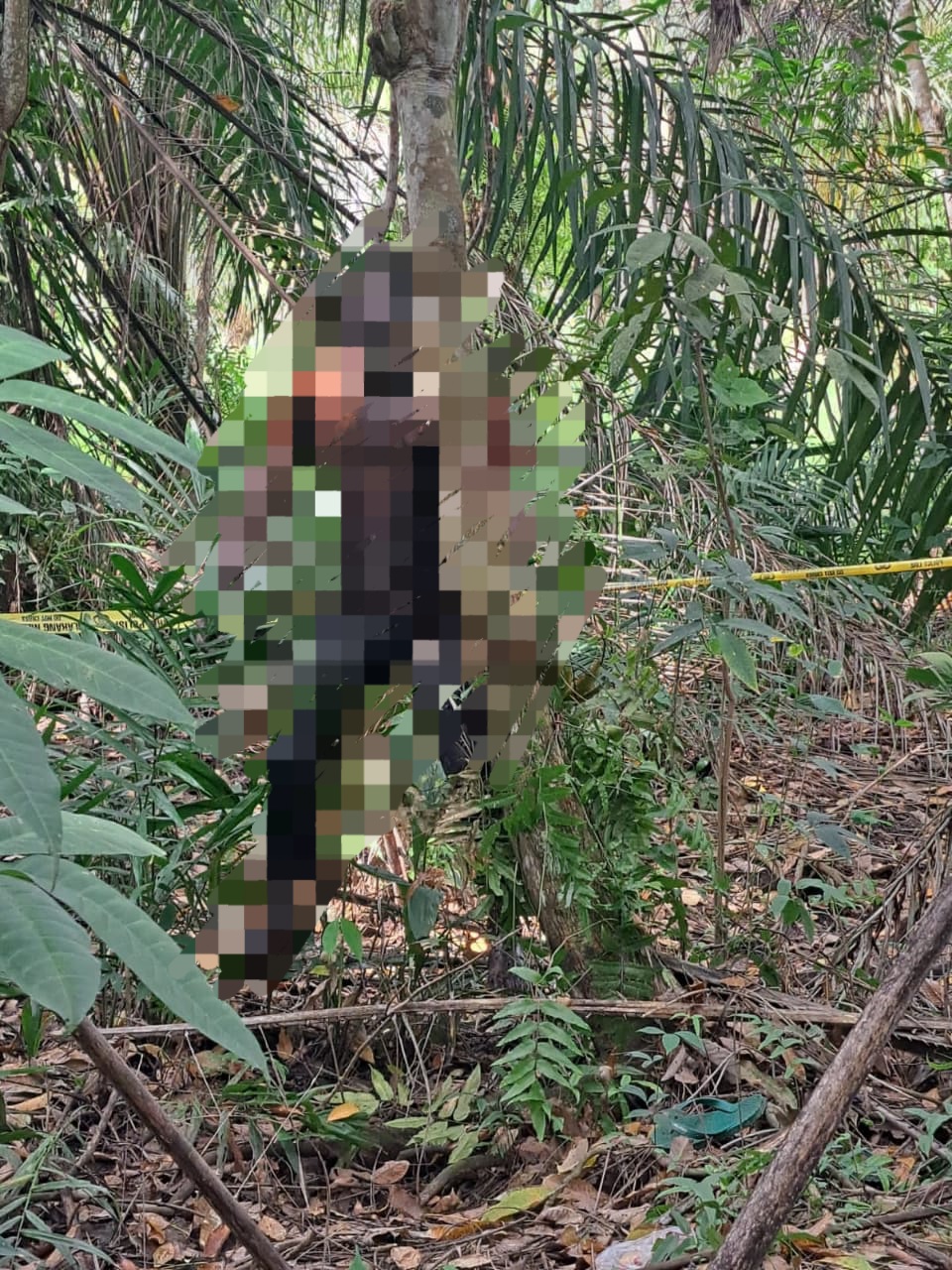 Warga Tanah Putih Dihebohkan Temuan Mayat Tergantung Membusuk di Kebun Karet