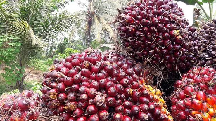 Sepakan Kedepan, Harga Sawit Mitra Plasma di Riau Naik