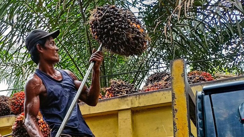 Petani Sawit Senyum Lebar, TBS Naik di Harga Rp3.543 per Kg