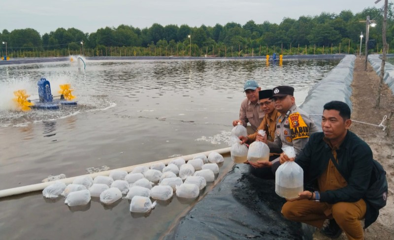 Tebar Bibit di Renak Dungun, Dinas Perikanan Meranti Galakkan Budiday Udang Vaname