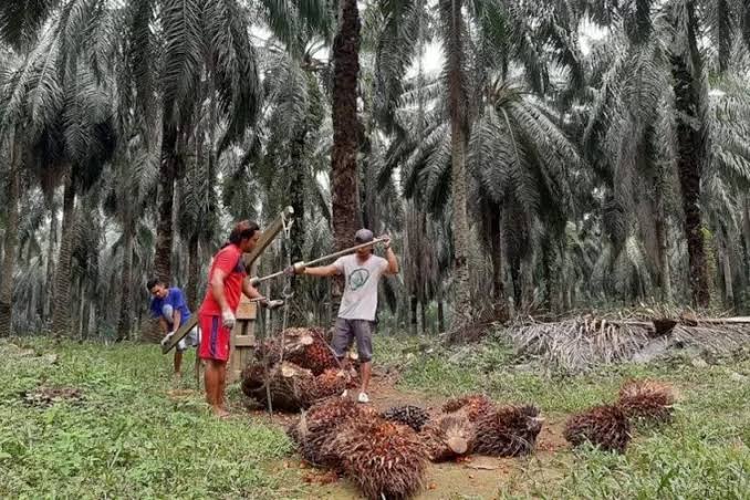 Harga Sawit Mitra Plasma di Riau Turun Sepekan Kedepan