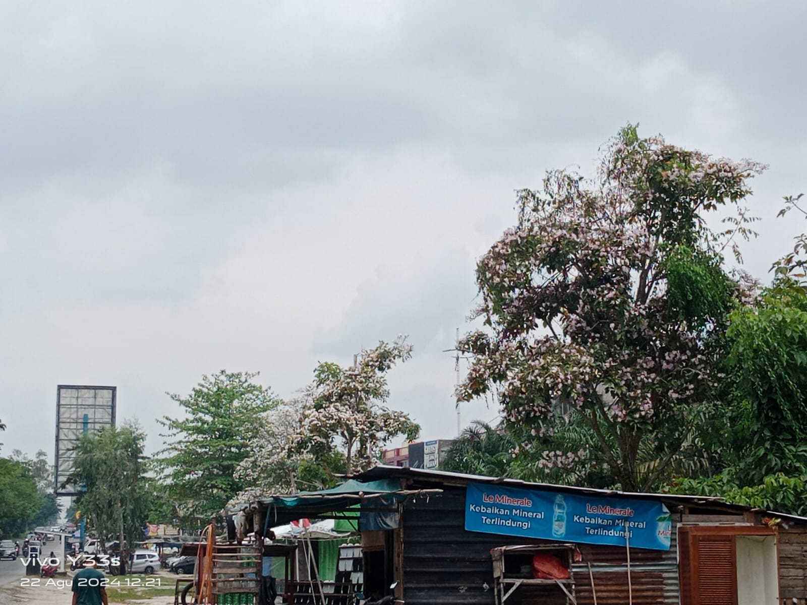 Bunga 'Sakura' Tumbuh Mekar di Jalanan Pekanbaru