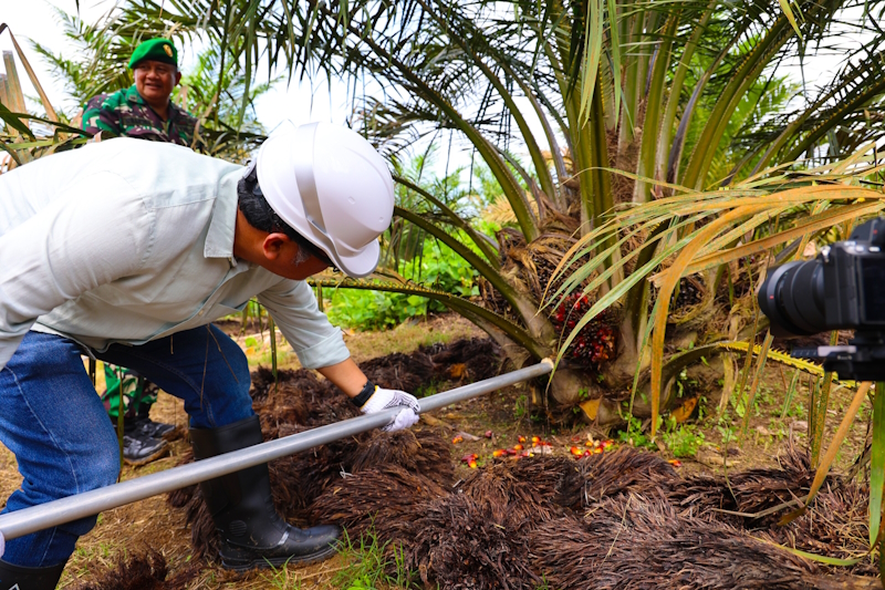 Produktivitas Sawit Muda PTPN IV Regional III di atas Standar Nasional