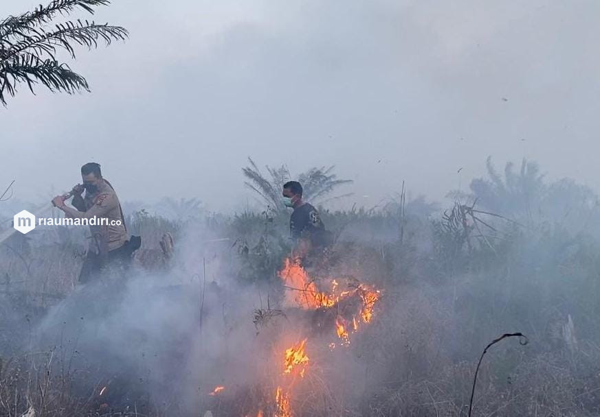 10 Hektare Lahan HGU PT PHI di Pelalawan Terbakar