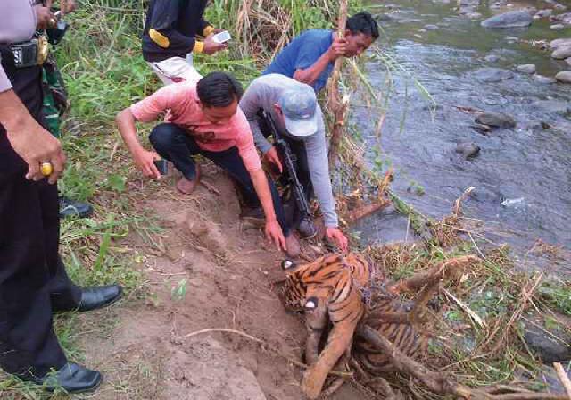 Masyarakat  Kotogasib  Temukan Harimau  Berkeliaran