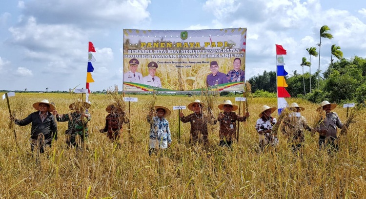 Wabup Meranti Panen Raya di Desa Anak Setatah Rangsang Pesisir