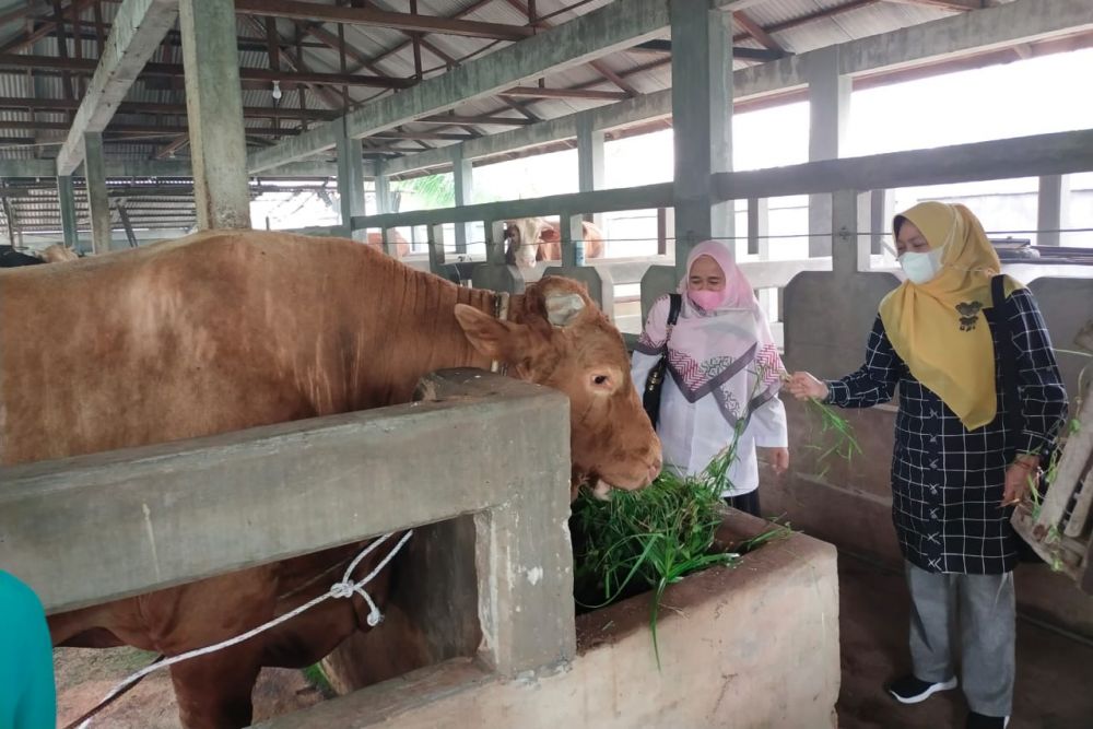 Pemko Pekanbaru Sudah Vaksinasi Ratusan TErnak di Januari 2025