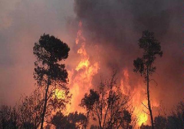 Lima Ratus Hektare  Lahan Terbakar