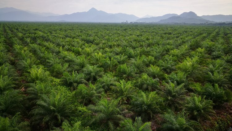 Penyelesaian 1,2 Juta Hektare Sawit di Riau Jangan Hanya Demi Kepentingan Ekonomi