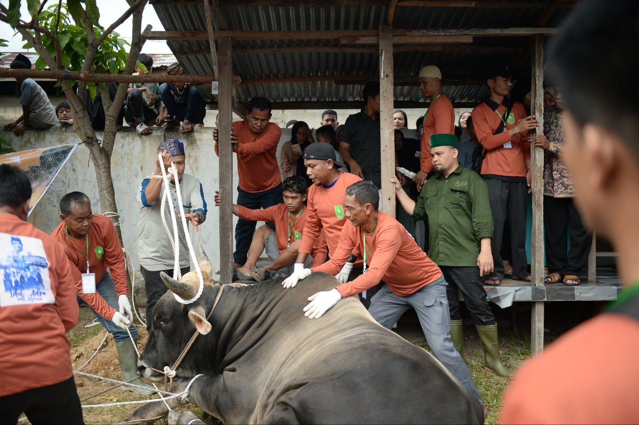 Sapi Kurban Presiden Jokowi Disembelih di Masjid Ibadah, Pj SF Hariyanto: Cinta ke Masyarakat Riau