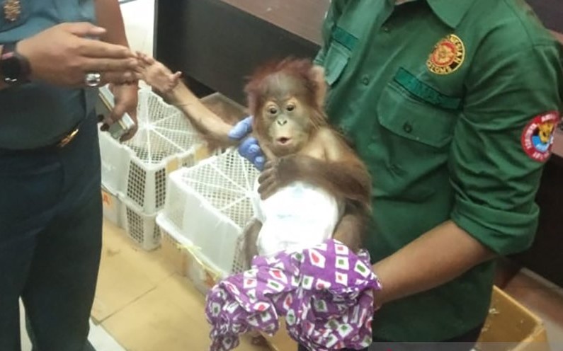 Penyelundupan Orang Utan dan Musang Luwak di Dumai Berhasil Digagalkan