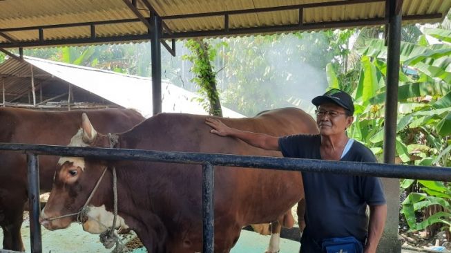 Kondisi Ternak Sehat, 567 Sapi Akan Dikirim ke Riau Pekan Ini