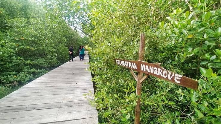 Rehabilitasi Mangrove di Riau Ditargetkan 7.498 Hektare