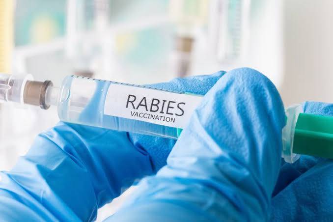 13.212 Hewan Peliharaan di Riau Sudah Divaksin Rabies