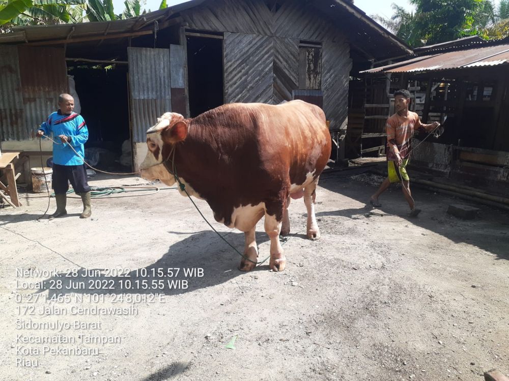 Beli dari Peternak Pekanbaru, Sapi Kurban Presiden Jokowi untuk Riau Seharga Rp70 Juta