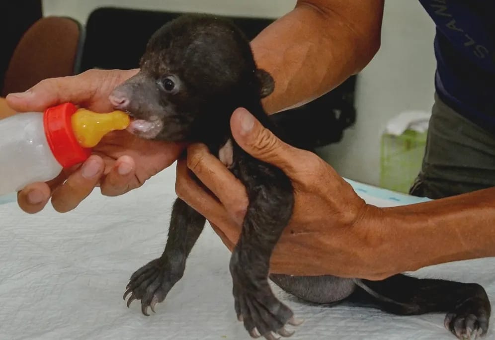 Seekor Bayi Beruang Madu Ditemukan di Sungai Sembilan Dumai