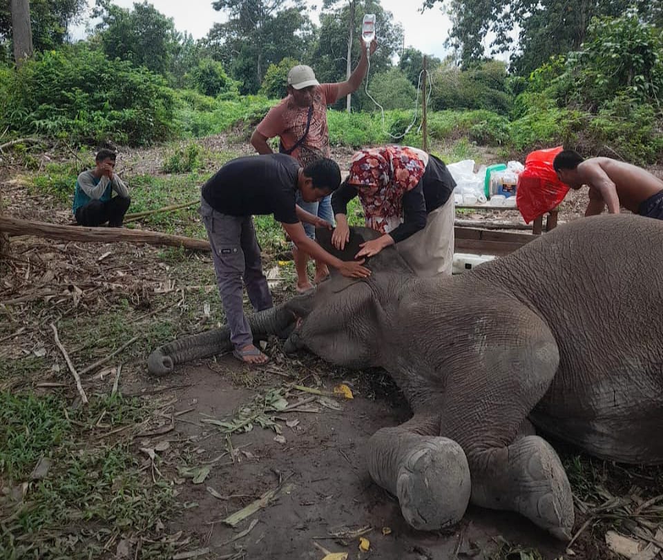 Gajah Rimbani Mati di Konservasi TNTN: Akibat Infeksi Saluran Pencernaan