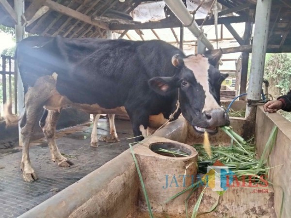 Cegah Penyebaran PMK, Dinas PKH Perketat Lalulintas Hewan Ternak di Riau