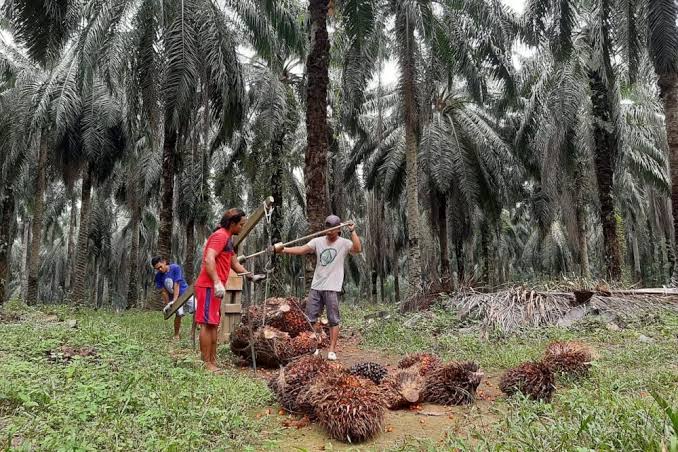 Harga Sawit Mitra Plasma di Riau Naik