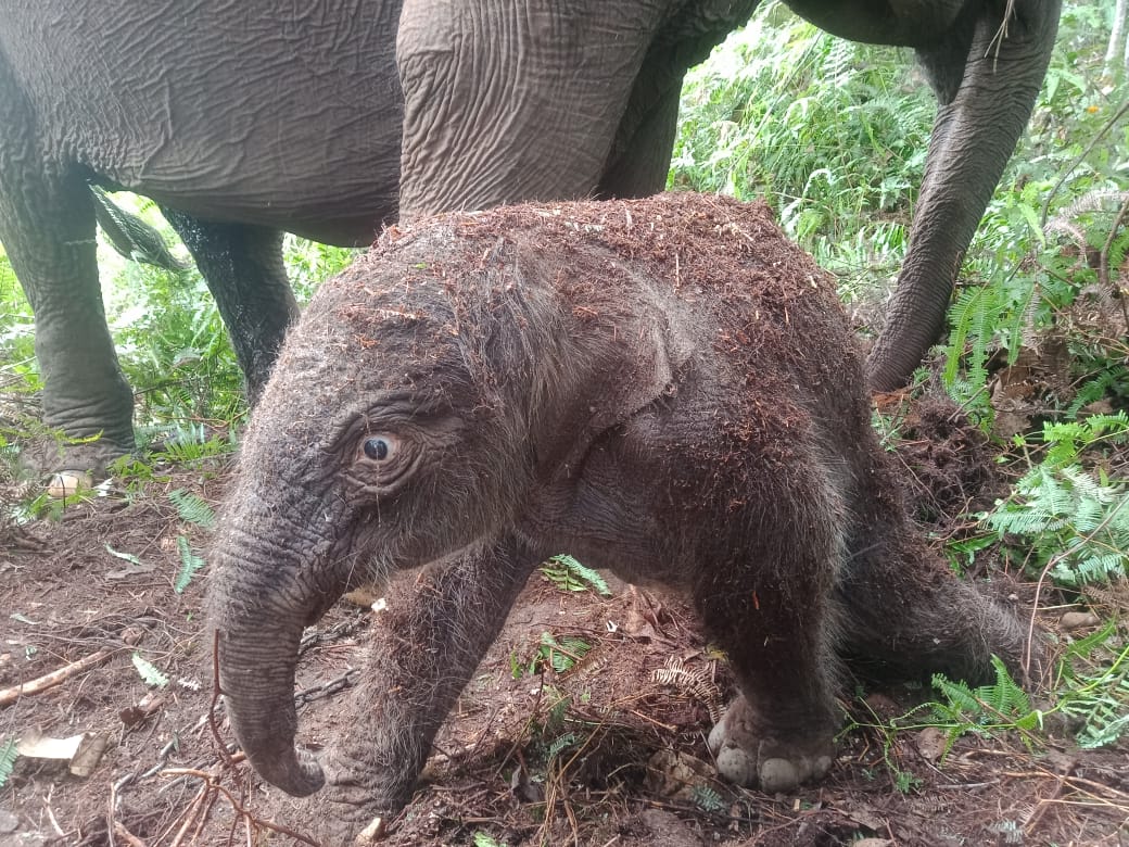 Gajah Lisa Lahirkan Bayi Betina di TNTN Pelalawan