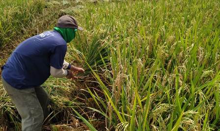 BPS Sebut Produksi Beras Tahun Ini Alami Penurunan