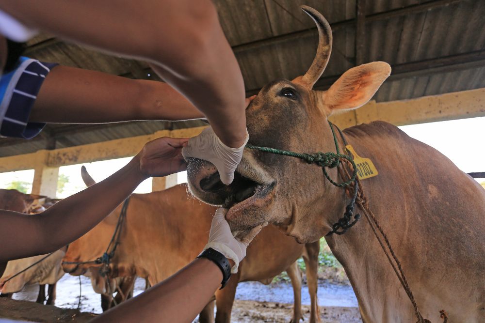 30 Sapi Dirawat Dinas PKH Riau Sembuh dari Penyakit Mulut dan Kuku