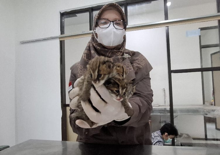 Empat Anak Kuncing Hutan Ditemukan Mengapung saat Banjir Diterima BKSDA Riau