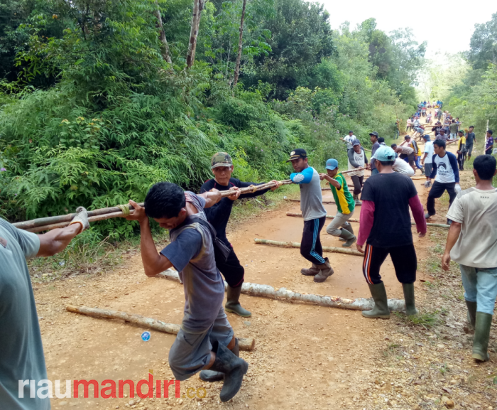 300 Masyarakat dan Perangkat Desa Koto Rajo Ikut <i>Ma Elo Kayu Jalur</i>