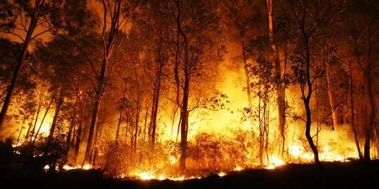 Karhutla Meluas, BPBD Riau Kerahkan Empat Helikopter Water Bombing