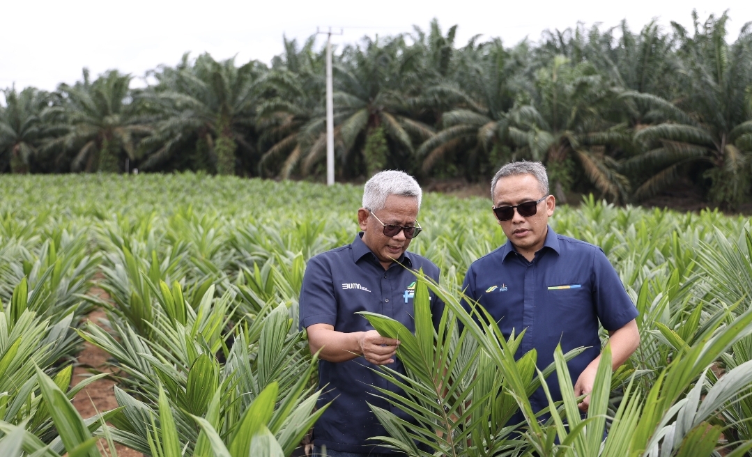 Dukung Swasembada Pangan Nasional, PTPN Inisiasi Program PSR Intercropping Padi 