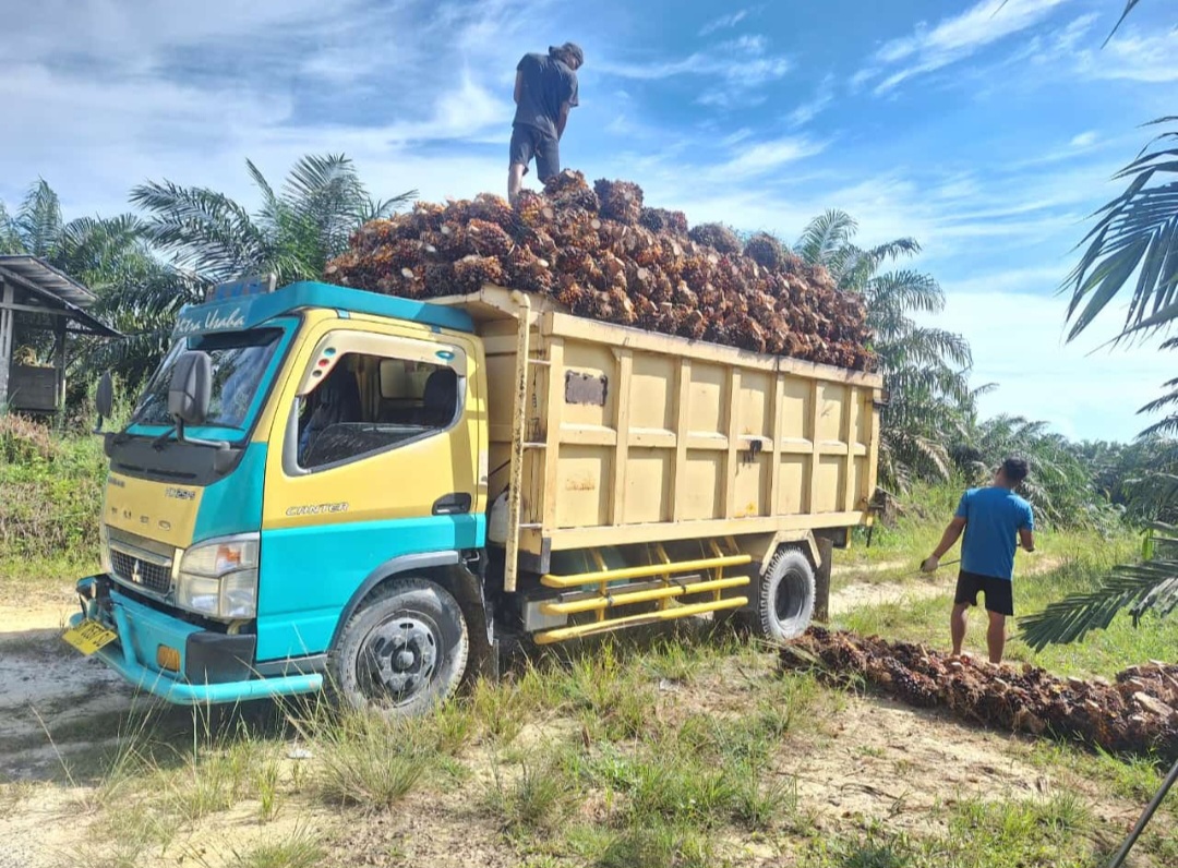 Harga TBS Sawit Kembali Naik di Angka 3.543 Per Kg