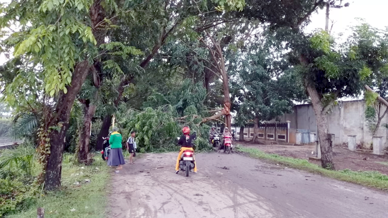 Dahan dan Pohon Tumbang Tutupi Sejumlah Jalan Kota Dumai