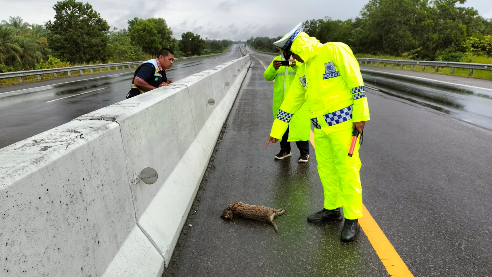 Macan Akar Ditemukan Mati di Ruas KM 78 Tol Dumai-Pekanbaru