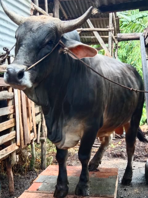 Berbobot 835 Kg, Sapi Jenis Brangus Dipilih Jadi Kurban Presiden Jokowi di Riau