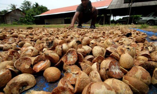 Harga Komoditi Pinang di Riau Turun