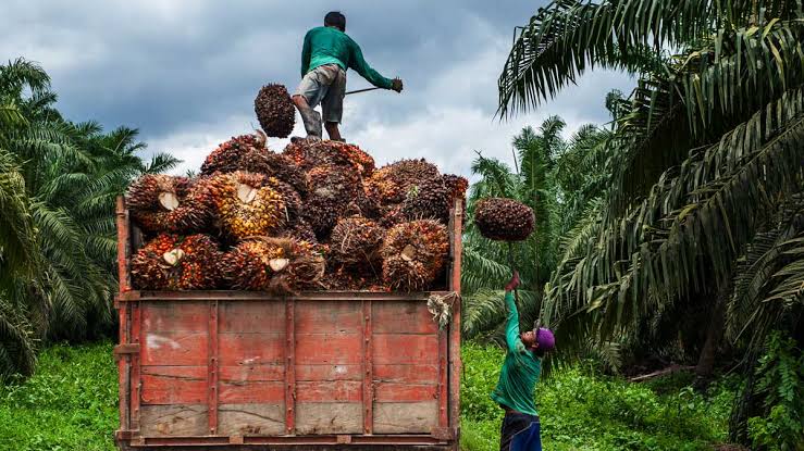 Pemprov Riau Bakal Bentuk BUMD untuk Garap Bisnis Sawit