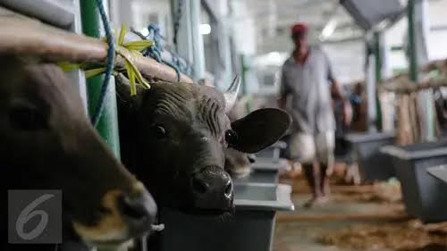 Sapi Kurban Presiden Jokowi untuk Riau Masih Dicari