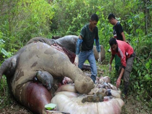 Gajah 20 Tahun Mati Diracun di Aceh