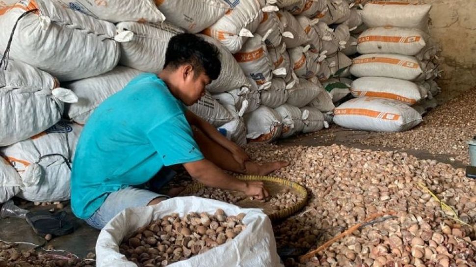 Harga Pinang Kering di Riau Pekan Ini Turun