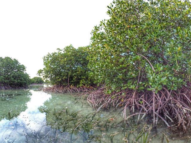 Keliling Hutan Mangrove Naik Perahu