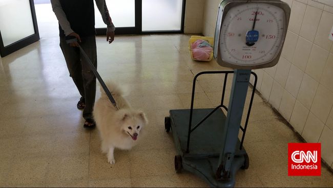 Anjing Positif Corona, Hong Kong Imbau Warga Tak Cium Piaraan