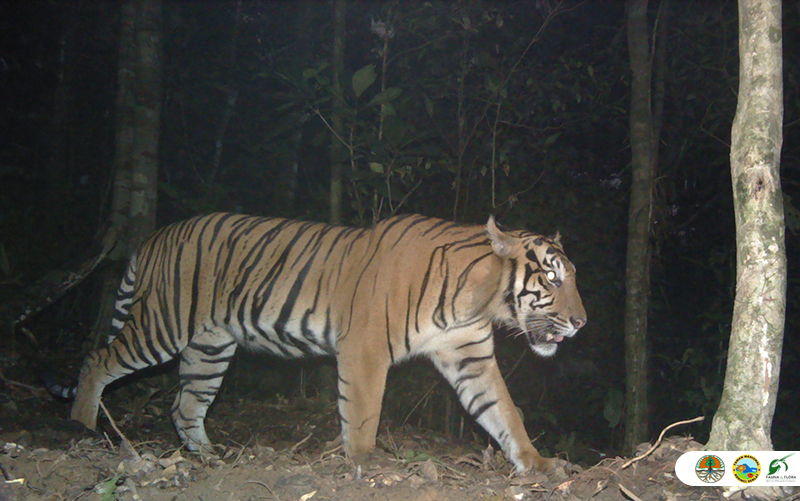 Mencekam! Enam Warga Sumbar Dihadang Tiga Harimau Sumatera di Hutan