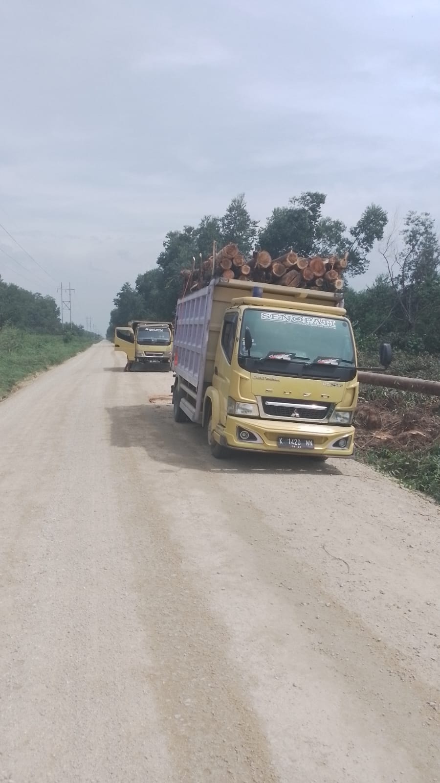 Penebangan Kayu di Jalur Pipa Mulai Terkuat, Diduga PT BSP dan Karang Kampung Dosan Jadikan Palet