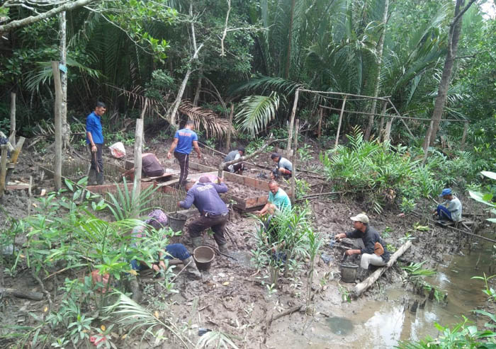 Program Padat Karya Mangrove KLHK di Riau Serap 1.552 Orang Tenaga Kerja